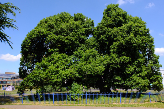 June tree photo