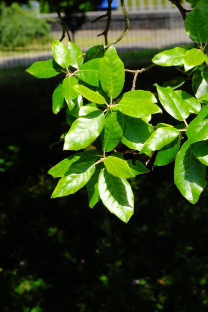June close-up photo