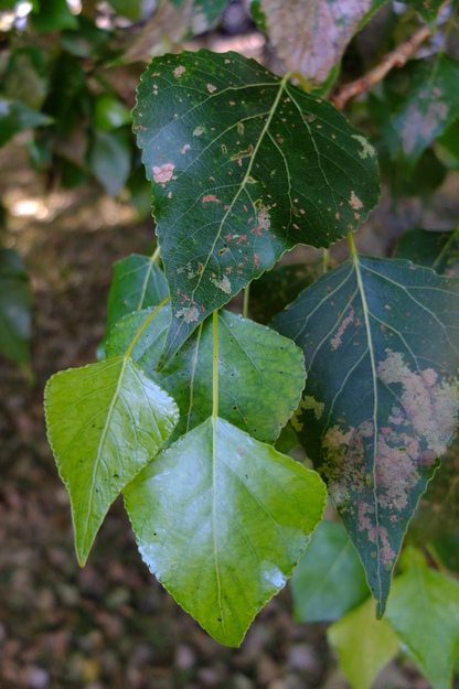 June close-up photo