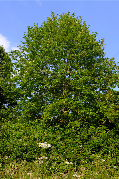 June tree photo