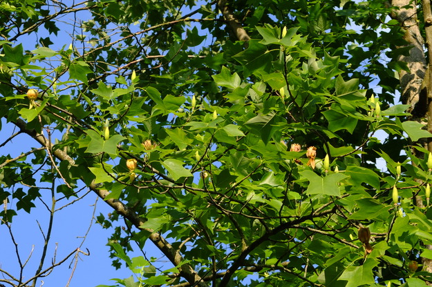 June close-up photo