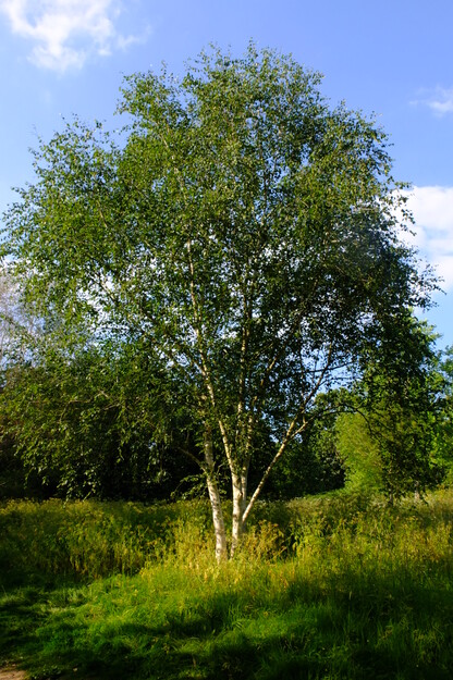 June tree photo