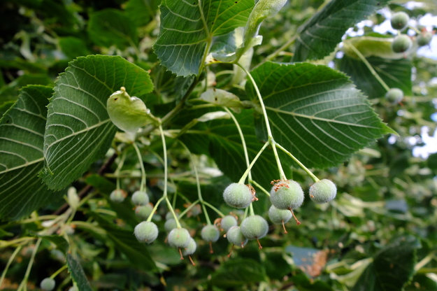 July close-up photo