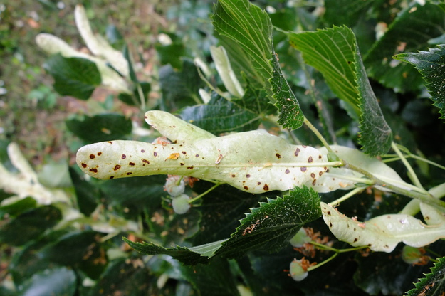 July close-up photo