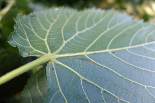 July close-up photo