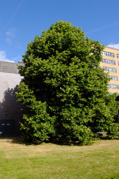 July tree photo