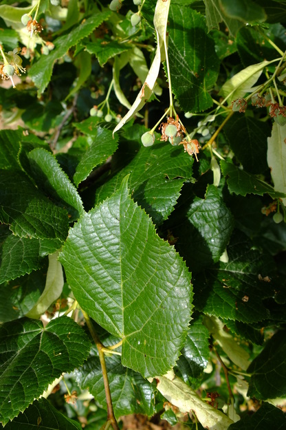 July close-up photo