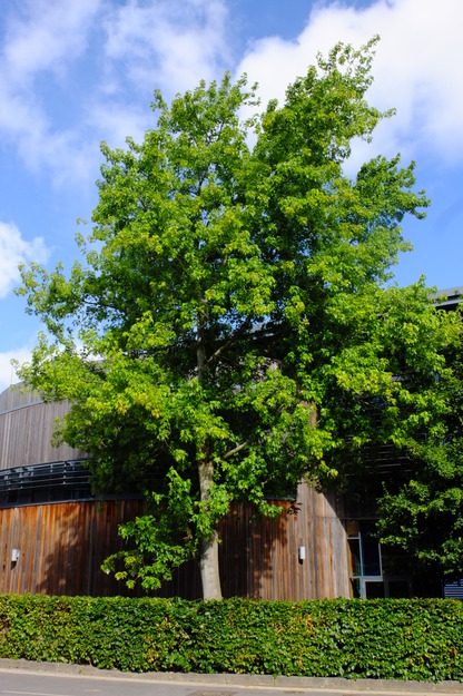 July tree photo