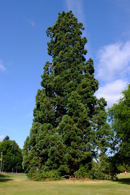 July tree photo