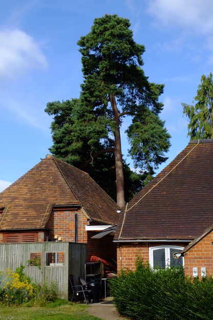 Archway Lodge tree photo