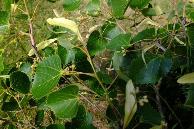 July close-up photo