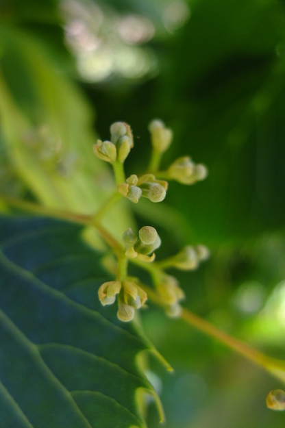 July close-up photo
