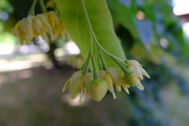 July close-up photo