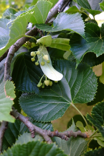 July close-up photo