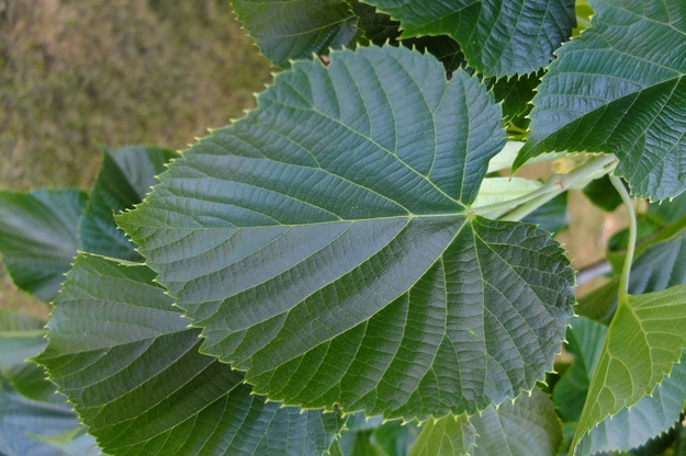 July close-up photo