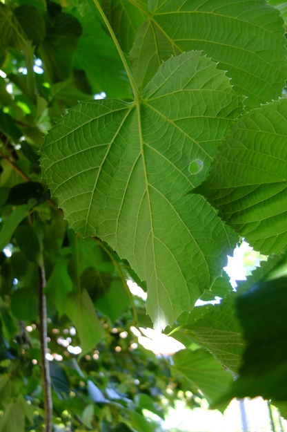 July close-up photo