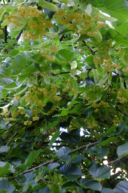 July close-up photo