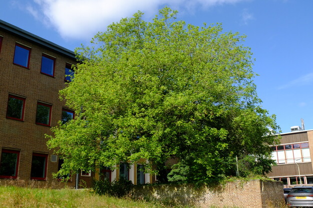 July tree photo