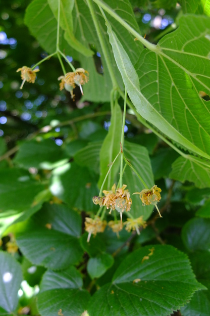 July close-up photo