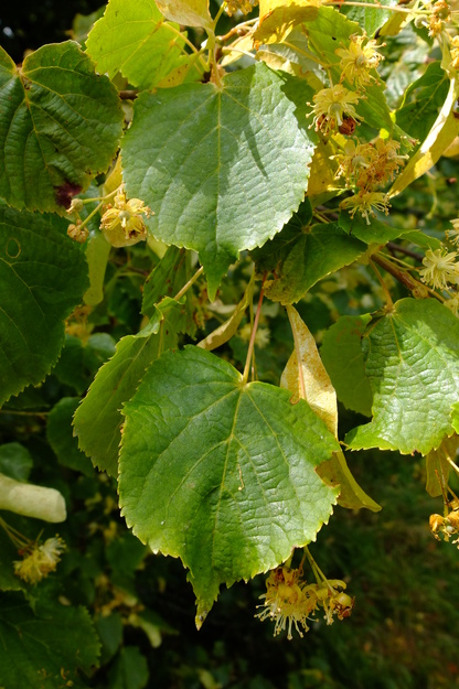 July close-up photo