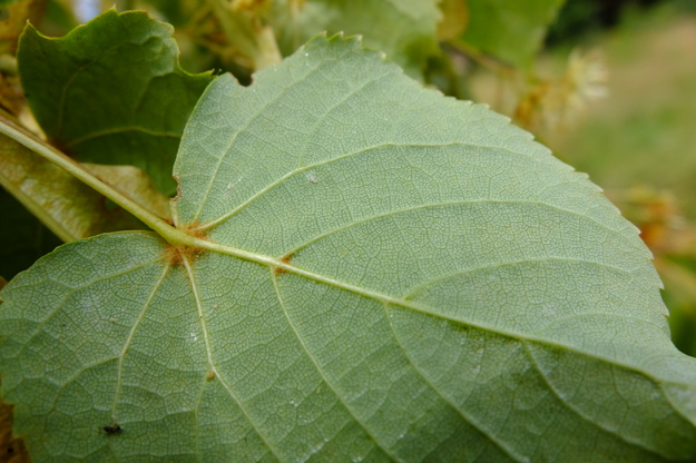July close-up photo