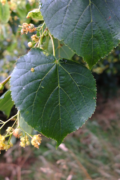 July close-up photo