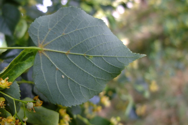 July close-up photo