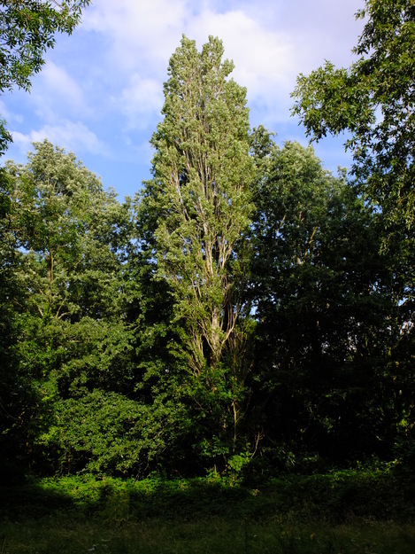 July tree photo