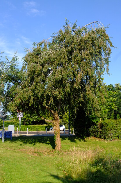 July tree photo