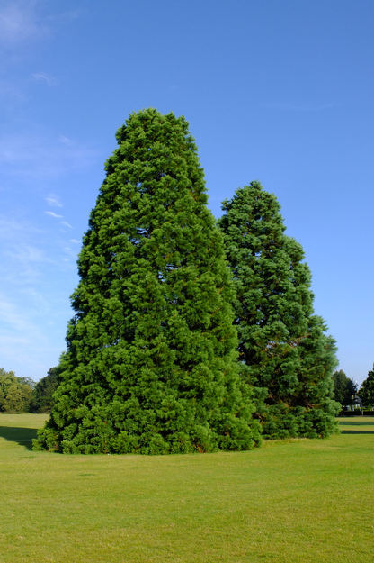 July tree photo