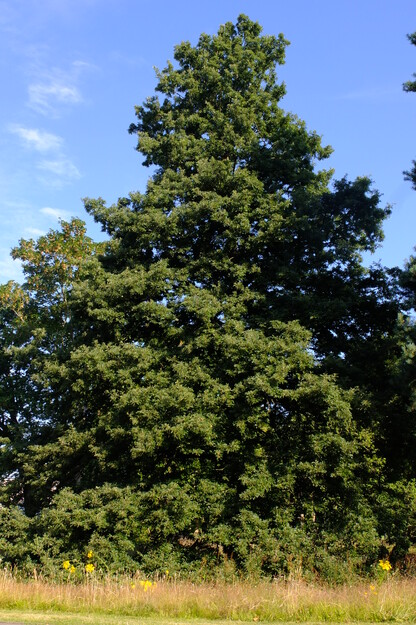July tree photo
