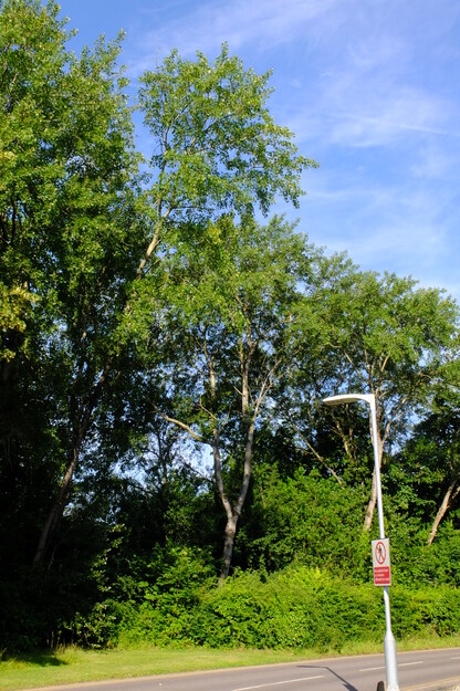 July tree photo