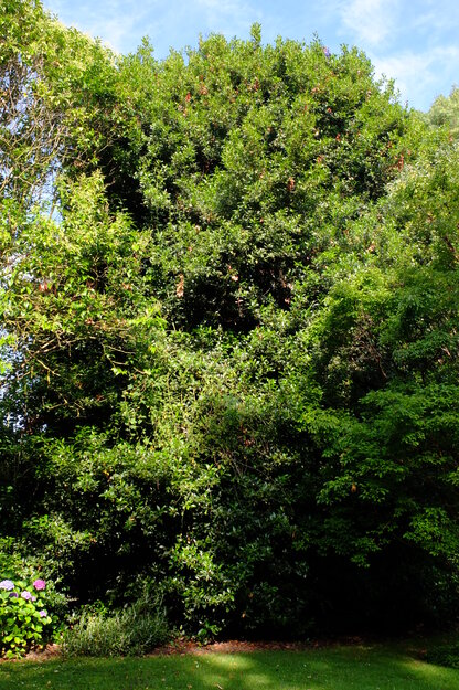 July tree photo
