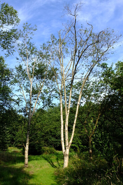 July tree photo