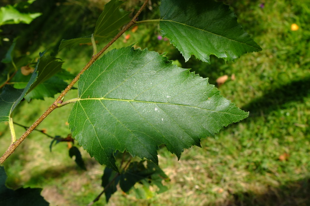 July close-up photo