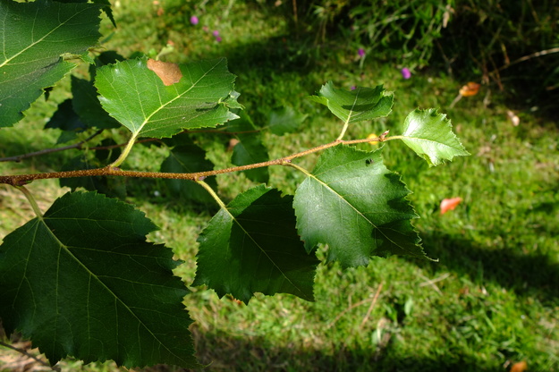 July close-up photo
