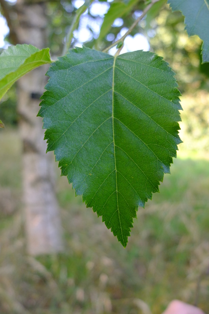 July close-up photo