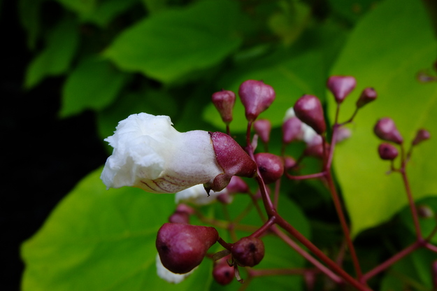 July close-up photo
