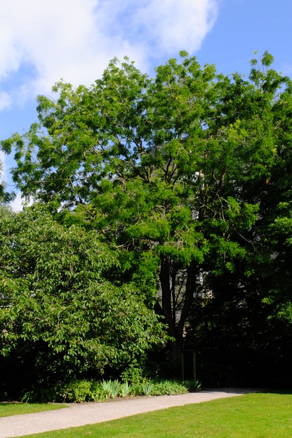 July tree photo