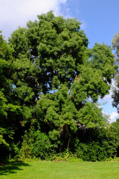July tree photo