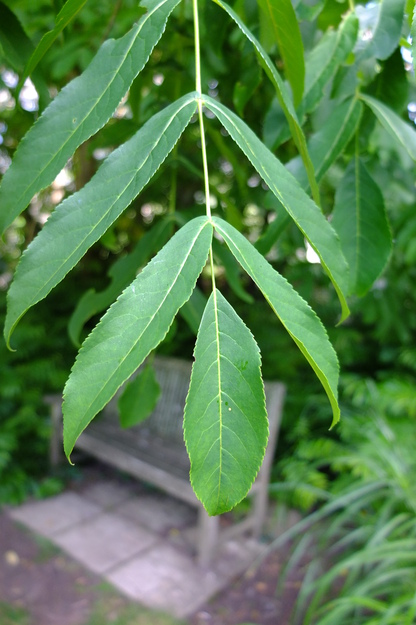 July close-up photo