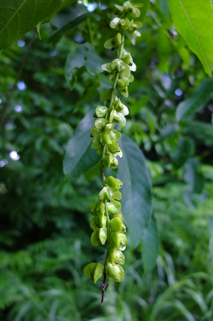 July close-up photo