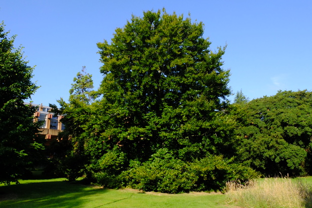 July tree photo