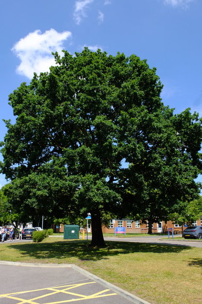 July tree photo