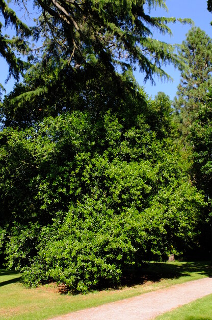 July tree photo
