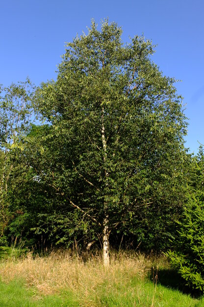 July tree photo