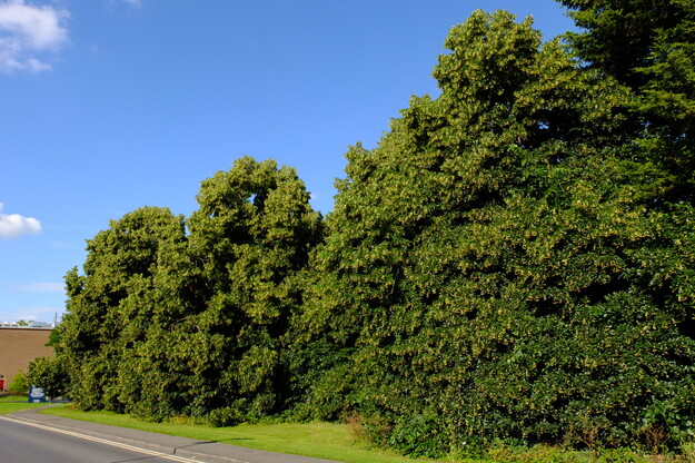 July tree photo
