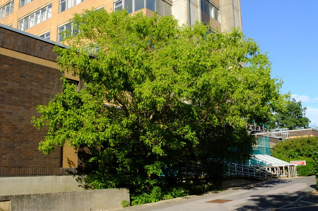 July tree photo