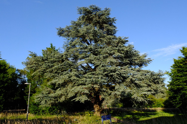 Foxhill House West tree photo