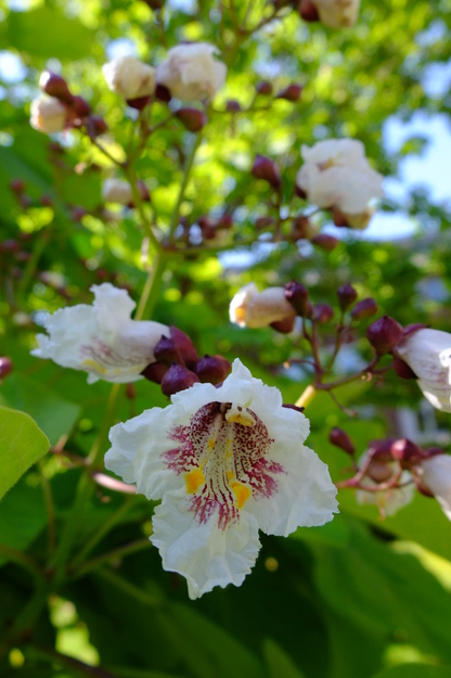 July close-up photo